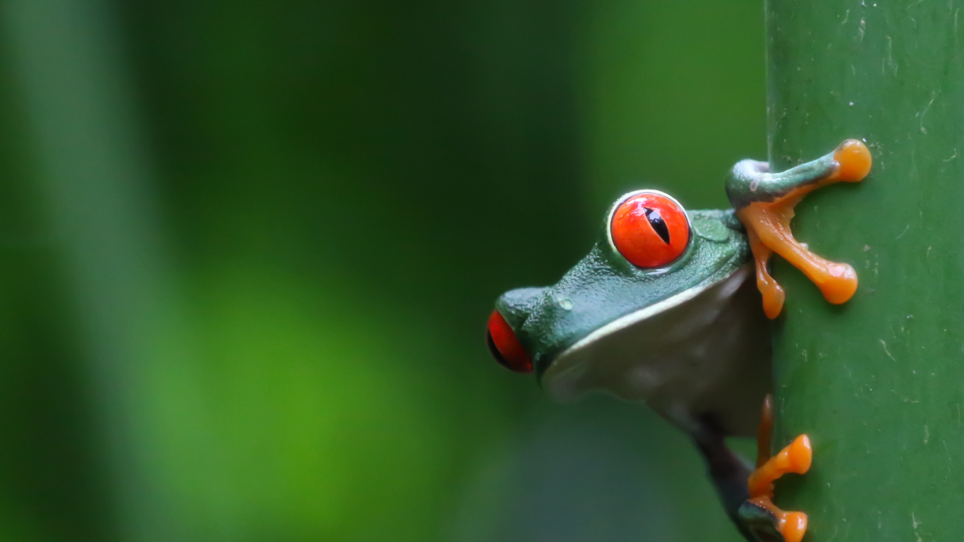 Rana de ojos rojos sobre una hoja verde
